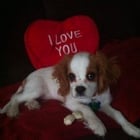 Lukin: o cachorro que carregou um nome de Pearl Jam pela vida toda
